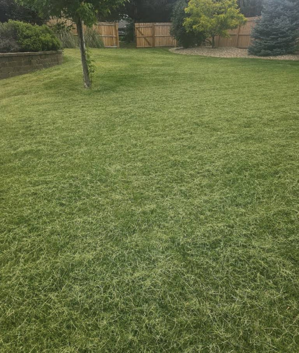 Lawn Aeration