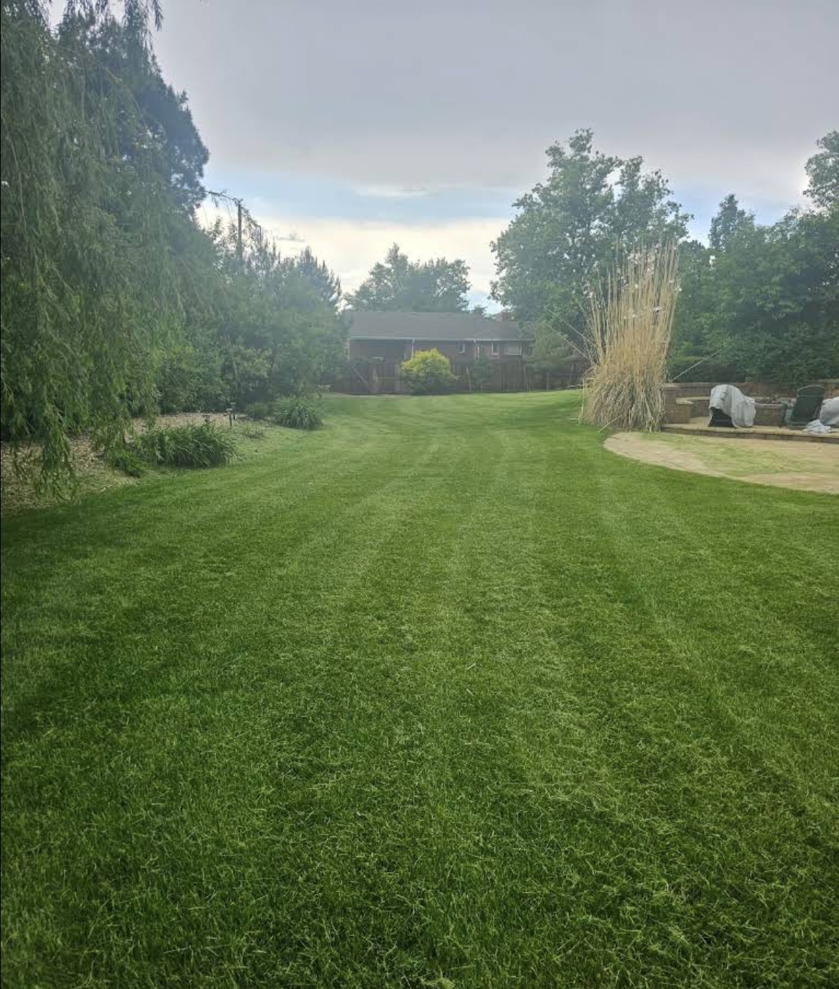 Freshly mowed striped lawn behind a home in Aurora, Colorado